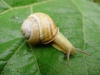 Cepaea vindobonensis (Pfeiffer, 1828), Черкасская обл.