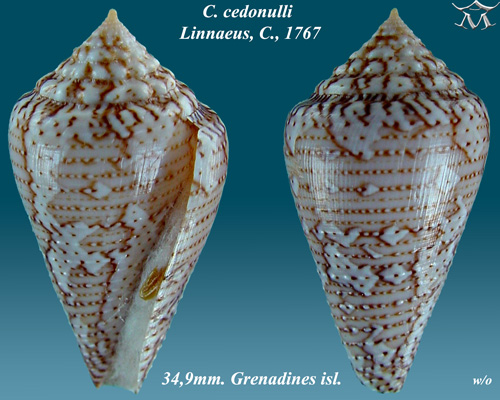 Conus cedonulli 