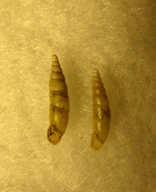 Pravispira semilamellata Pravispira semilamellata