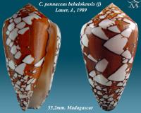 Conus pennaceus behelokensis 
