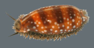 Cypraea cervinetta (олененок) Cypraea cervinetta (олененок)