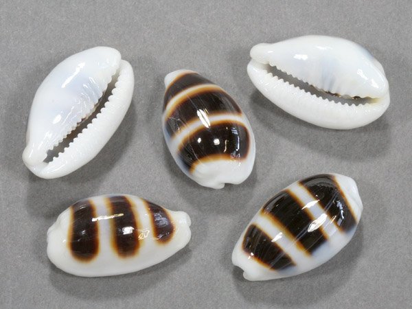 Cypraea asselus (ослик) Cypraea asselus (ослик)