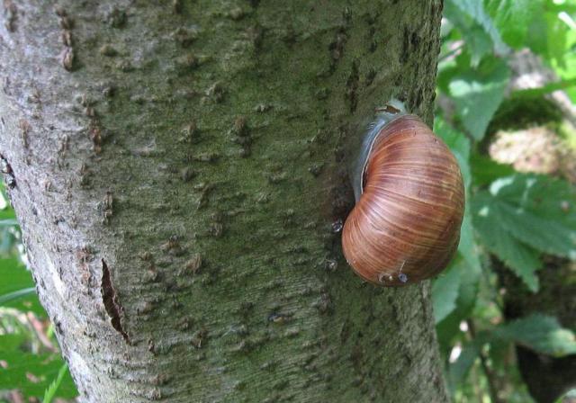 Helix pomatia, Подмосковье 1 Helix pomatia, Подмосковье 1