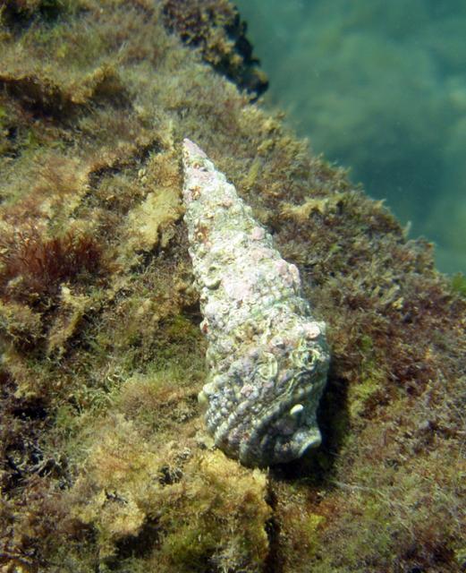 Cerithium vulgatum Cerithium vulgatum