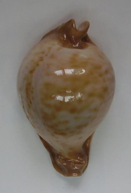 Сypraea(Umbilia) petilirostris Сypraea(Umbilia) petilirostris