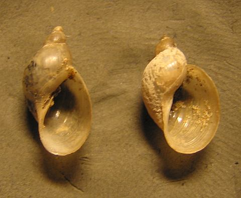 Lymnaea_intermedia_2.jpg