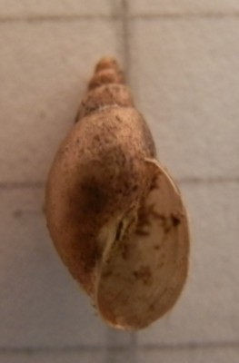 PB210043.JPG