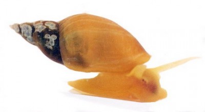 Lymnaea stagnalis f. albino.jpg