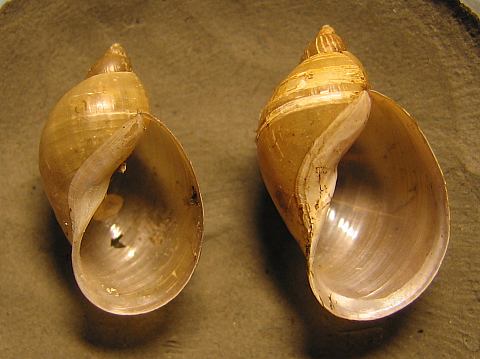 Lymnaea_intermedia_1.jpg
