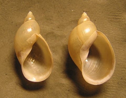 Lymnaea_intermedia_4.jpg