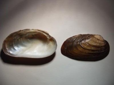 Crassiana crassa р.Черная, Крым.jpg