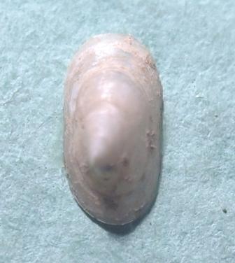 Acroloxus sp.р.Черная близ г.Инкерман.jpg