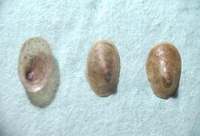Pettancylus wautieri. окр. Севастополя..jpg