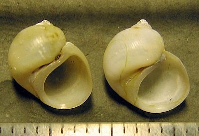Lithoglyphus.jpg