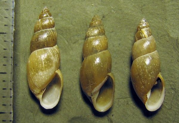 Lymnaea glabra.jpg
