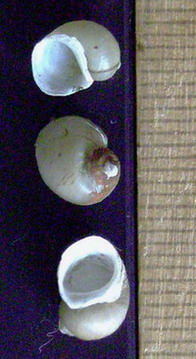 Lithogliphus nat..jpg