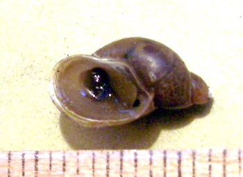 Lymnaea sp..jpg