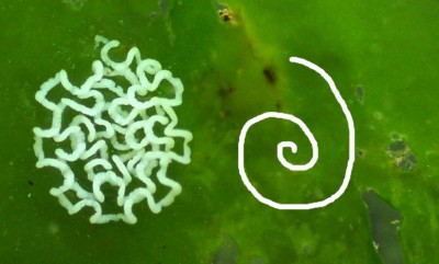 Coryphella athodona.jpg