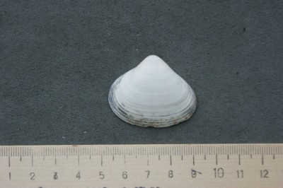 DSC01345.JPG