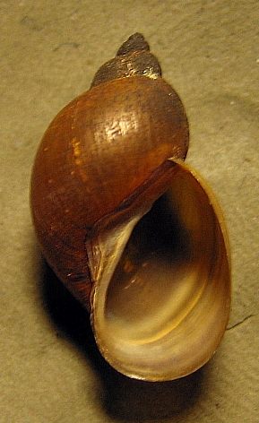 Lymnaea_fulva_1.jpg
