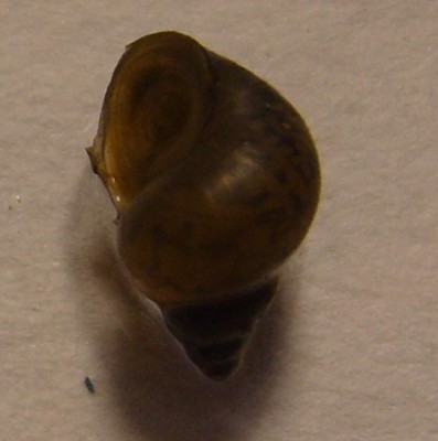SS100787.JPG