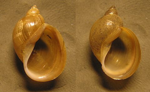 Lymnaea_intermedia_3.jpg